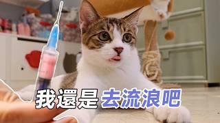 打針？小浪貓嚇成狗，舌頭都不敢收回去｜李喜猫