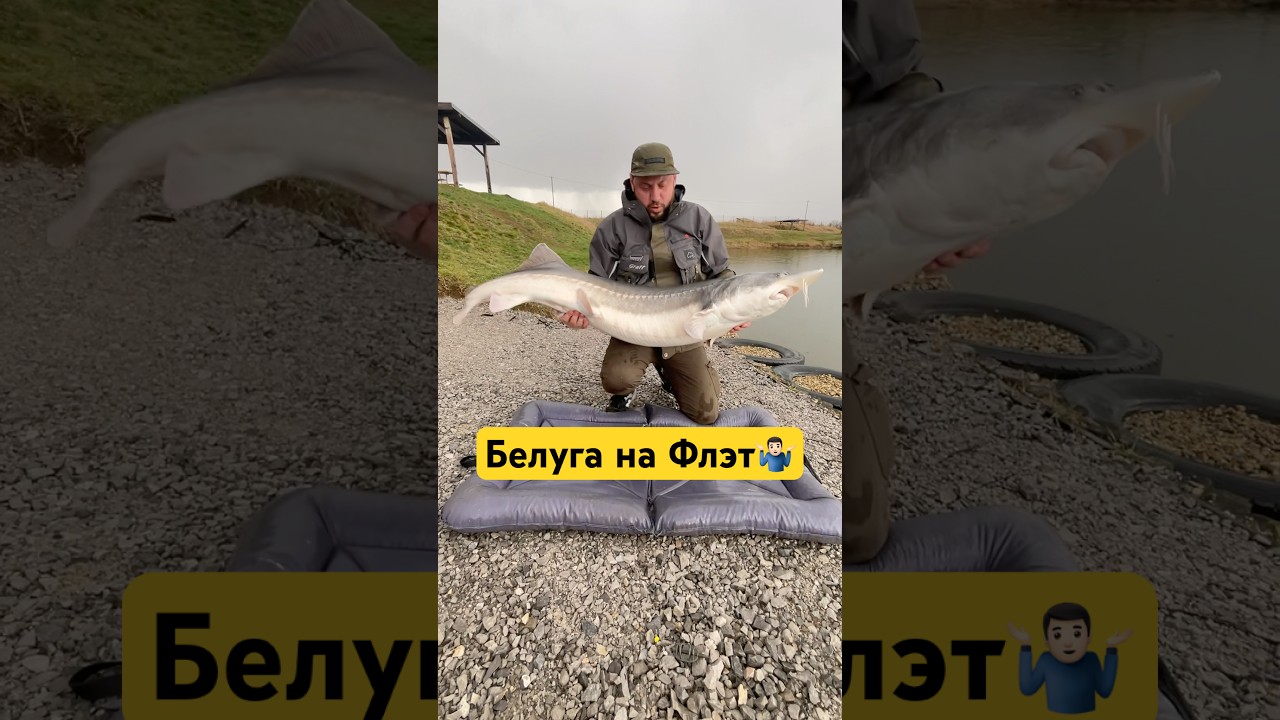 🤯я был в шоке, что можно поймать белугу на флэт.Рыба отпущена‼️ 