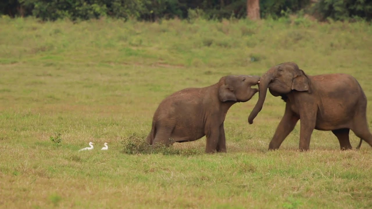 wild animals | beautiful  sri lanka