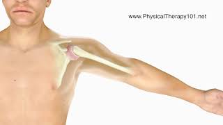 What is a Frozen Shoulder (Animation)