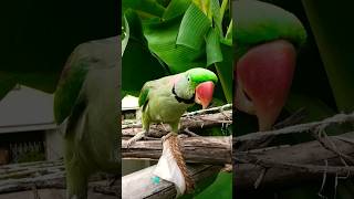 kuch khana chalata hai ?? youtubeshorts parrotfunnyvideo comedy greenparrot talkingparrot