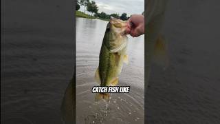 Catch MORE Bass this Summer with Fishbrain!