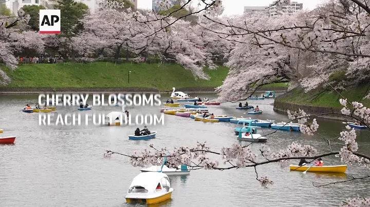Cherry blossoms reach full bloom in Japan