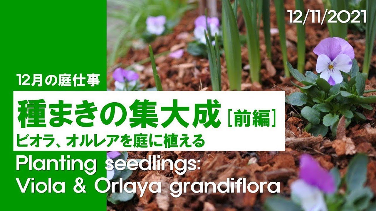 Annuals grown from seed: Planting violas and orlaya - YouTube