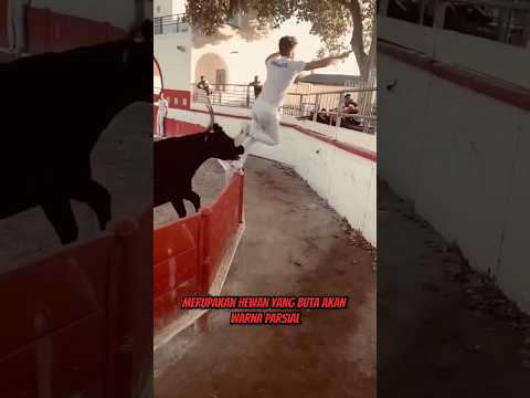 Video: Adakah seekor lembu jantan pernah mengalahkan matador?