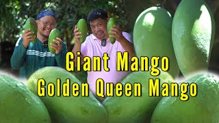 Giant Mango - Golden Queen Mango