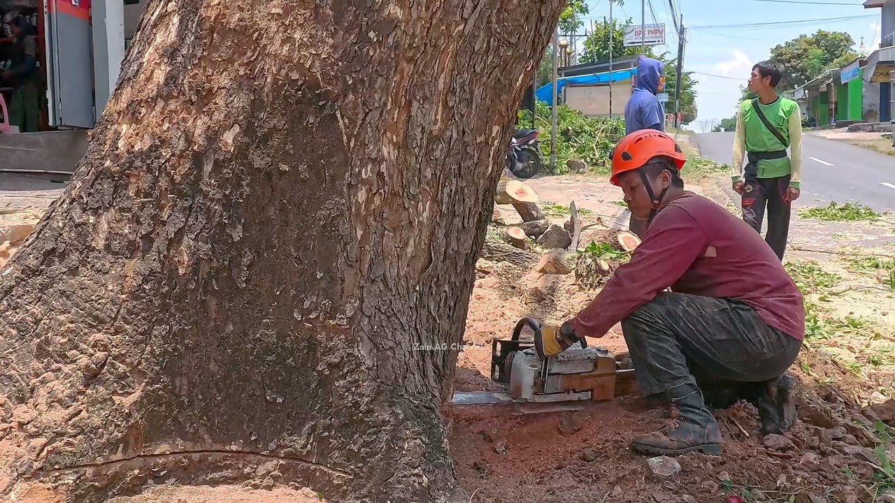 100 лет!! Очень старое дождевое дерево на обочине дороги