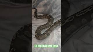 1.0 GHI Black Head Hypo #ghi #black #head #hypo #gotta #have #it #blackhead #viral #viralvideo #ball