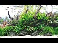 Evolution aqua aquascaper 600 nature aquarium