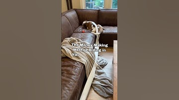 I Accidentally Built a Channel with My Dog. #shorts #viralshorts