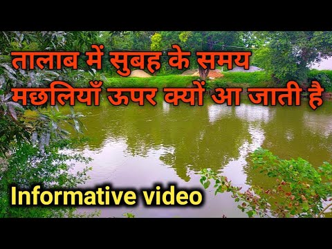 वीडियो: मेरे तालाब में मेरी मछलियाँ क्यों नहीं खा रही हैं?