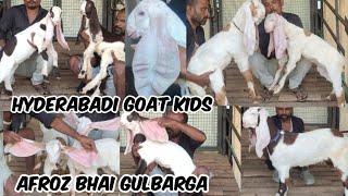 Pure Quality Hyderabadi Goat Kids for Sale in Gulbarga Afroz bhai Farm | Hyderabadi Goat's Available