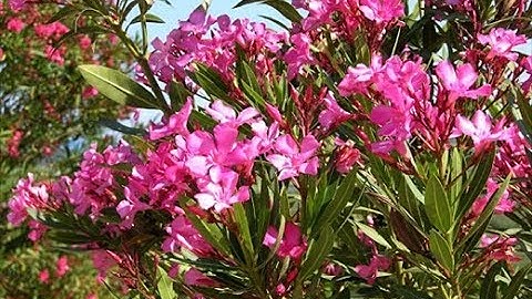 Những loại cây cảnh chứa độc tố có thể gây "chết người" - Hot Tube