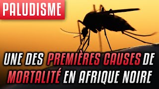 Paludisme, une des premières causes de mortalité en Afrique noire: Transmission & traitement naturel