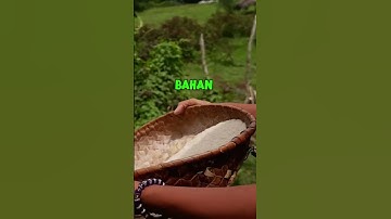 Penampi di pulau sabu disebut kerigi dai #shorts #lontarsabu #hulitv #dusunhuli #daunlontar