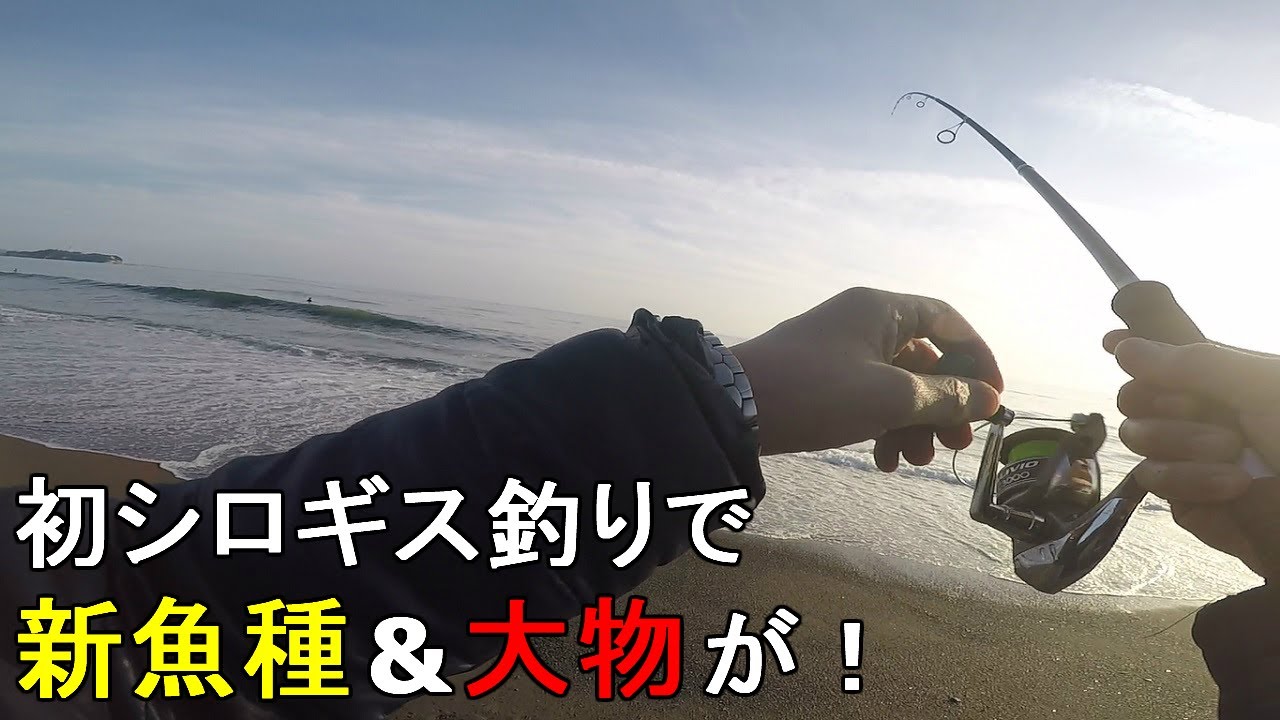 【茅ヶ崎海岸】相模湾秋のシロギス釣り！神奈川県茅ケ崎市の遠浅の砂浜にて、ちょい投げ釣りで海の女王を狙う！【2020.11.16】
