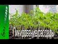 Как пикировать рассаду. Рассада помидор в квартире, секреты и советы.