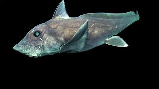 Rare Footage of a Deep Sea Ghost Shark