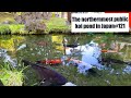 The northernmost public koi pond in Japan(Asahikawa, Hokkaido)