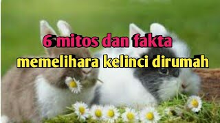 6 mitos dan fakta memelihara kelinci di rumah