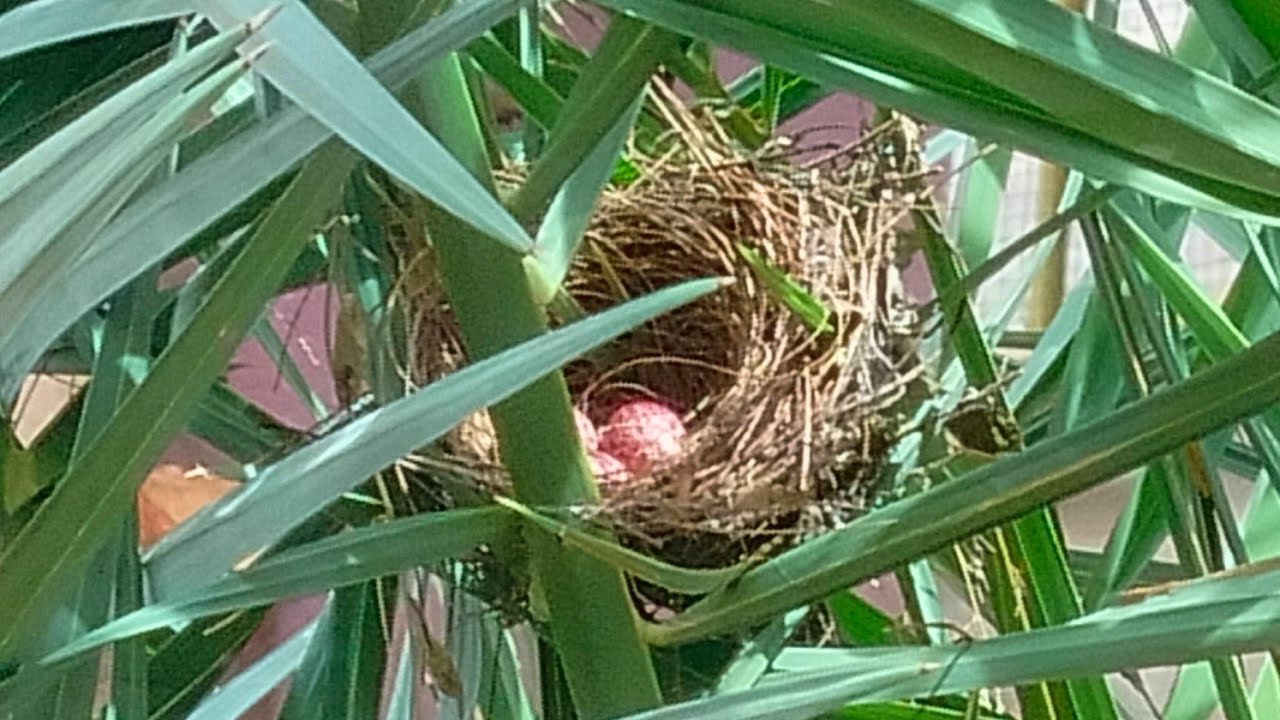 Incomplete story of a Robin Bird 🐦‍⬛ and it's eggs 🪺 