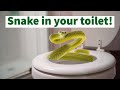 Watch a Mother and Daughter Discover a Snake in Their Toilet!