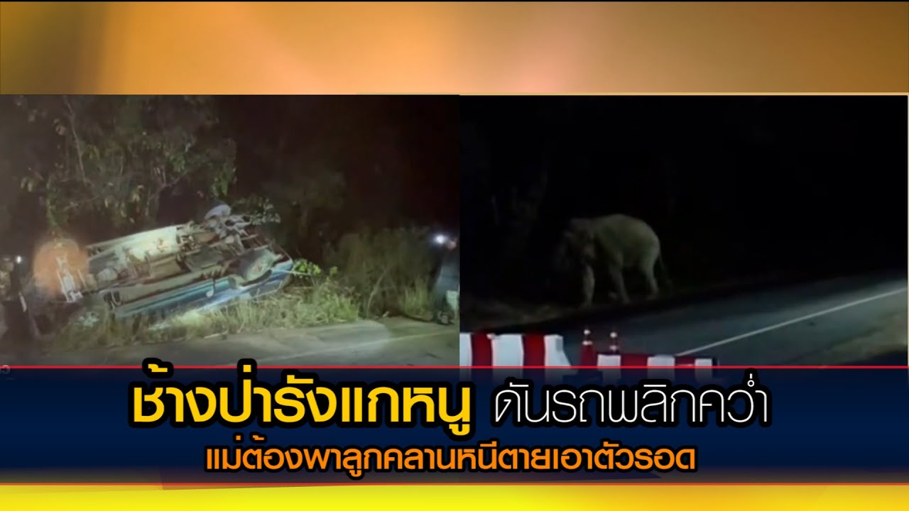 ช้างป่าดักปล้นรถ ดันรถพลิกคว่ำ แม่ต้องพาลูกคลานหนีตาย
