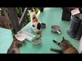鉾田市 昼猫チェック
