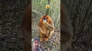 nought monkey 🐒😱