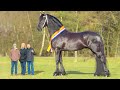 Top 10 Tallest Horses in the World