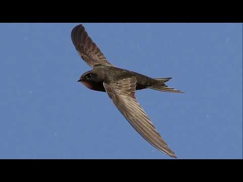 Video: Misirlilər Hansı Heyvanları Müqəddəs Hesab Edirlər