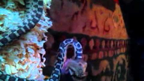 Gopher snake eating mice