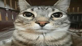 Lenar - Montagem Miau (Super SpeedUp)