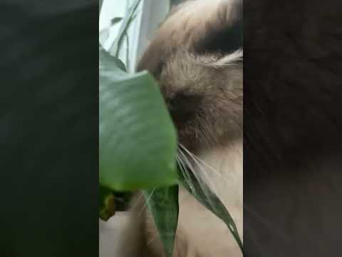 Бедные цветы 😂😻