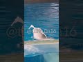 Beluga squirts water - March 17, 2023 - SeaWorld San Antonio