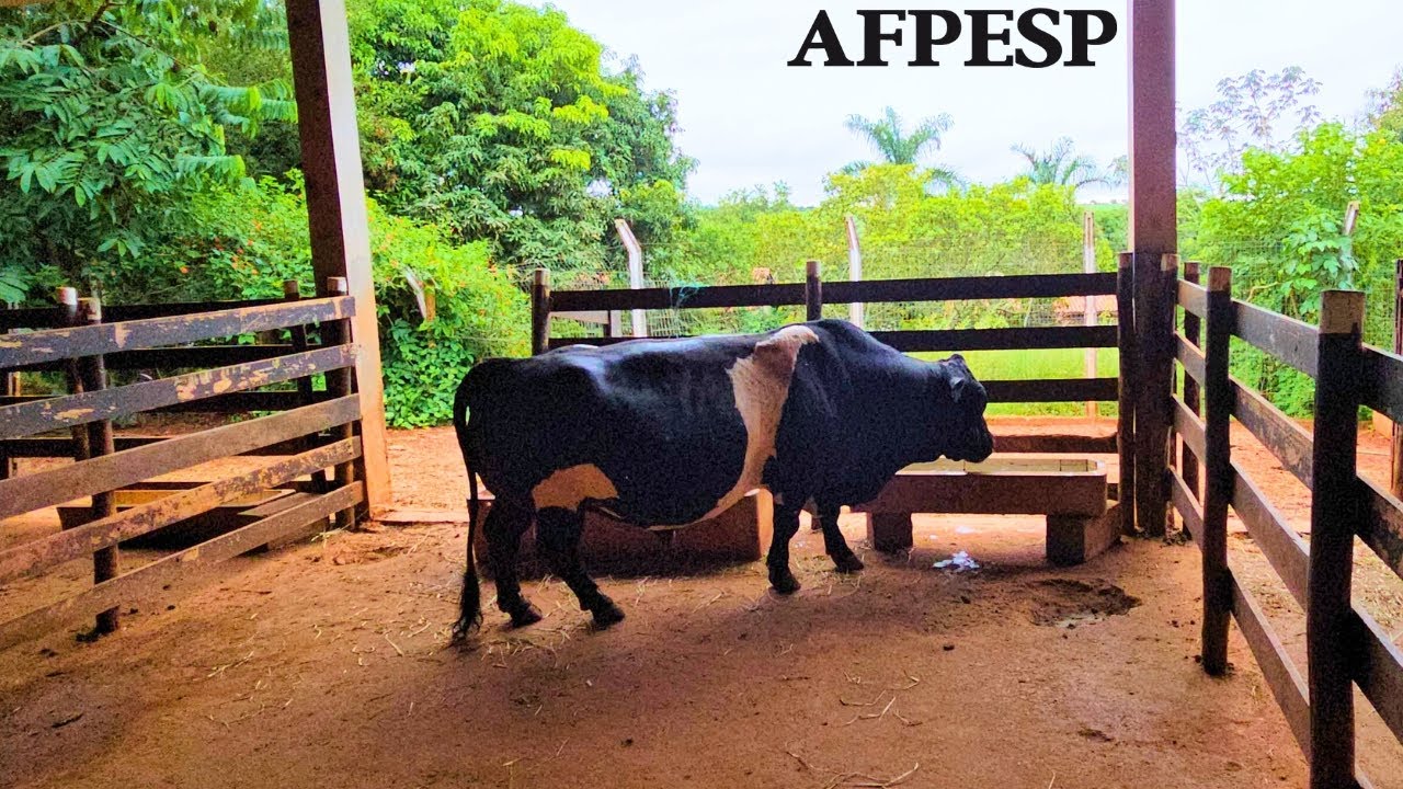 Vacas e Cavalos da Fazendinha da Unidade de Lazer da AFPESP! Tour Completo pela AFPESP! 