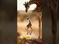 Why It Sucks to Be a Baby Giraffe