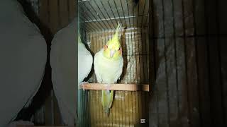 so cute birds cockatiels birds lover song 🥰🐦#shorts #foryou #trendingshorts #parrot #vairalvideo 🥰🐦