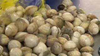 MARISCADORES FURTIVOS PARTE 2