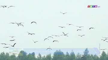 Đàn cò ốc hàng ngàn con bay trắng trời ở Đồng Tháp
