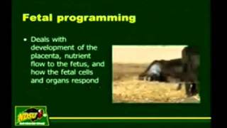 Third Trimester and Post-partum Beef Cow Nutrition