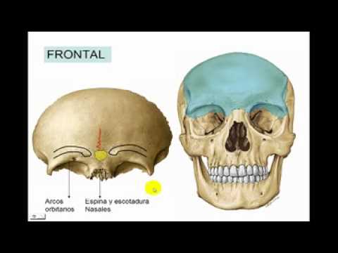 CRANEO 2 - FRONTAL Diagnostico X