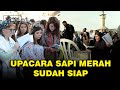 Menjelang upacara kurban sapi merah