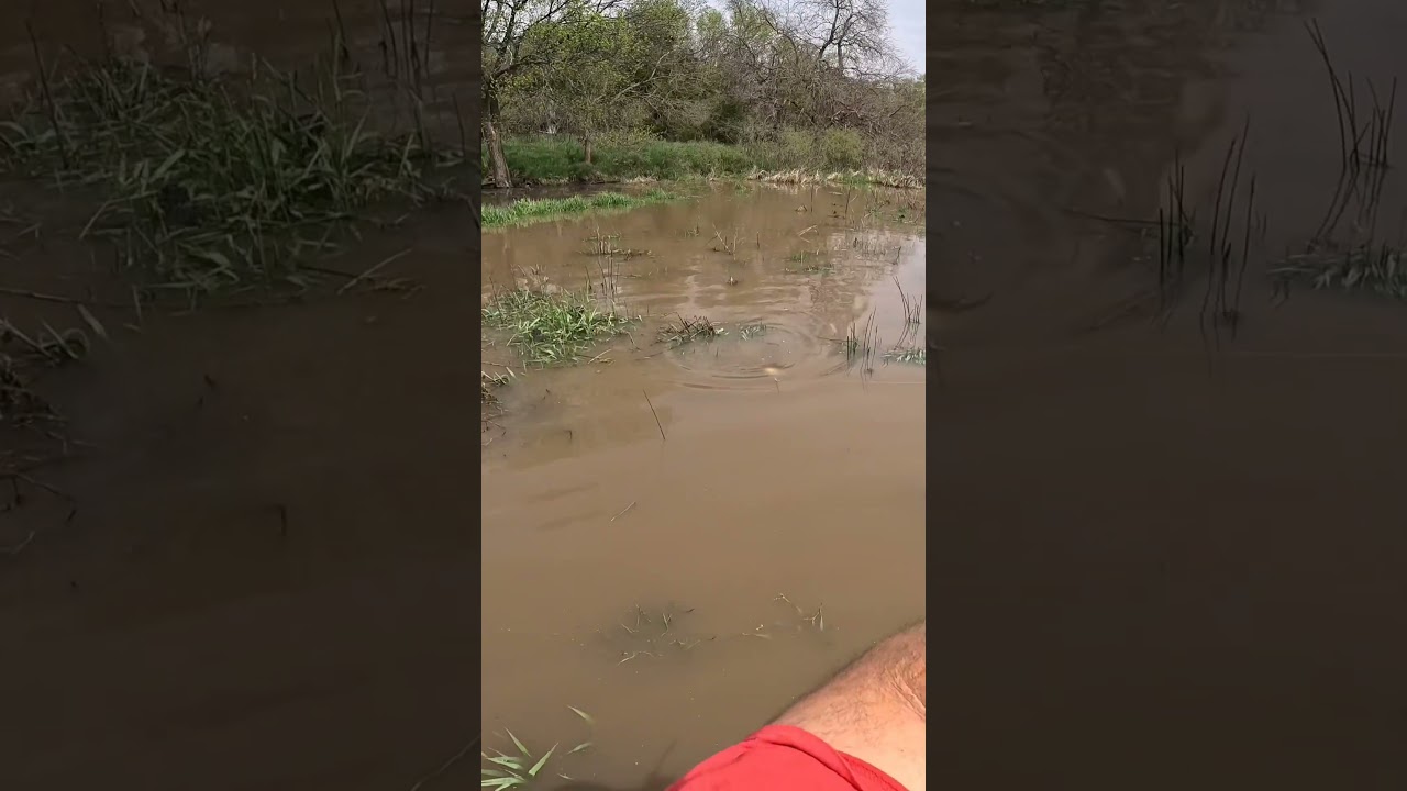The ballista bat strikes again from my Old Town kayak 