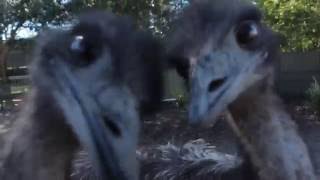 Emu vs Camera - Round 1