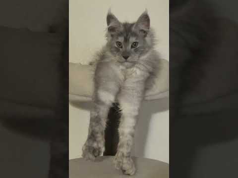 Did she already outgrow the Cat tree ?  #MaineCoon #Kitten #catshorts #cat #catfamily #catperson