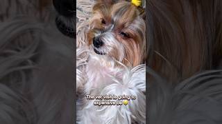 Did My Dog Swallow My Airpods? Wait For It