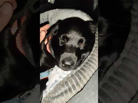 half open bloody eyes can be seen when your pet is sleeping deep ???????? #labrador #labradorretriev