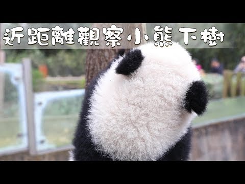 《熊貓早晚安》近距離觀察小熊下樹 | iPanda熊貓頻道
