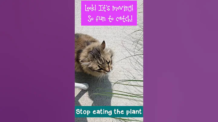 Video 9375751: siberian forest cat, siberian cats love